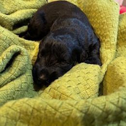 Caroline - Black female Giant Schnauzer puppy in Noblesville, Indiana from Stratton House Kennels