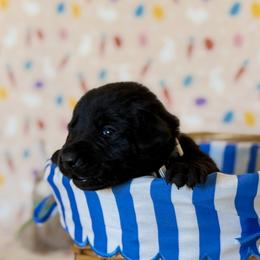 Girl 4 - female Labrador Retriever puppy in Overton, Nevada from Sinfully Sweet Kennel