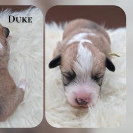 Duke - Sable male Pembroke Welsh Corgi puppy in Charleroi, Pennsylvania from Twilight Hollow Corgis