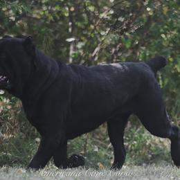 Ruger - Cane Corso