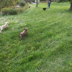 Chesapeake Bay Retriever Puppies from GemiLamb Gun Dogs