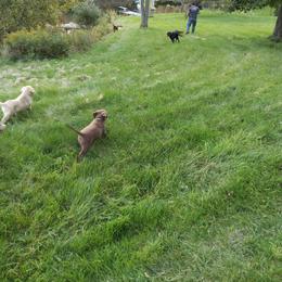 Chesapeake Bay Retriever Puppies from GemiLamb Gun Dogs