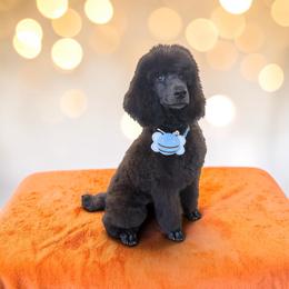 Baloo - Blue male Poodle puppy in Gainesville Ocala, Florida from Curly Que Standard Poodles and Havanese