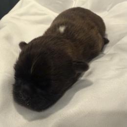 Bear - Chocolate male Shih Tzu puppy in York, South Carolina from Brinklee's Babies