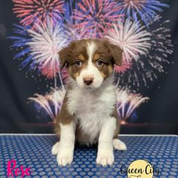 Rose - Red tri-color female Australian Shepherd puppy in Falmouth, Kentucky from Queen City Farm