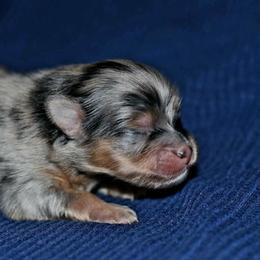 Cortado - Blue merle male Pomeranian puppy in Bremen, Indiana from AMS Pomeranians and Pomskies in Indiana