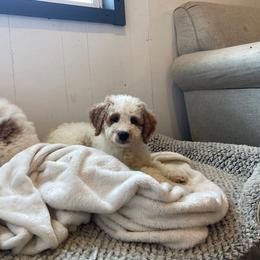 Berry - Parti female Goldendoodle puppy in Sugarcreek, Ohio from True Hearted Doodles