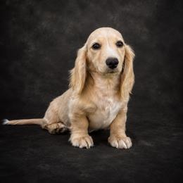 Jackson - Cream male Dachshund puppy in Mountainburg, Arkansas from Charisma Dachshunds