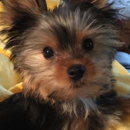Biewer Terriers and Yorkshire Terriers from Heritage Yorkie and Biewers Kennel