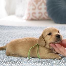 Cashmere - Cream male Dachshund puppy in South Laurel, Maryland from Dainty Cream Doxies
