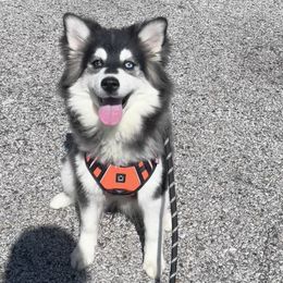 Vixen - Black and white Pomsky puppy in Henderson, Kentucky from Paris Pomskies
