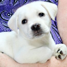 Available boy 1 - Yellow male Labrador Retriever puppy in Lakeside, California from LabsToLove Labrador Retriever Pups Puppies