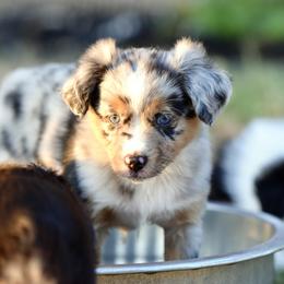 Lincoln - Blue merle male Toy Australian Shepherd puppy in Wichita Falls, Texas from Shooting Stars Ranch Toy and Mini Aussies