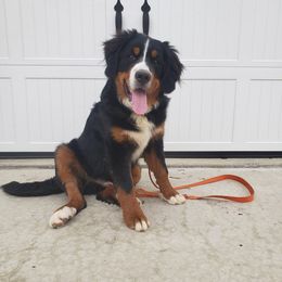 Bernese Mountain Dog and Golden Retriever Puppies from Bertke AKC Golden Retrievers and Bernese Mountain Dogs