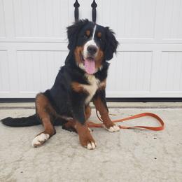 Bernese Mountain Dog and Golden Retriever Puppies from Bertke AKC Golden Retrievers and Bernese Mountain Dogs