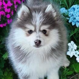 Deja's boy - Blue male Pomsky puppy in Enid, Oklahoma from Mile Hi Pomskies