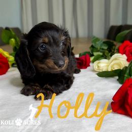 Holly - AKC - Silky - Black and tan female Dachshund puppy in Kemp, Texas from Koli Acres
