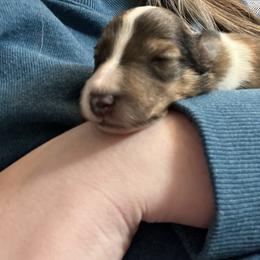 Collie Puppies from Jolly Collies