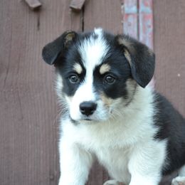 Pembroke Welsh Corgi Puppies from The Blessed Herd