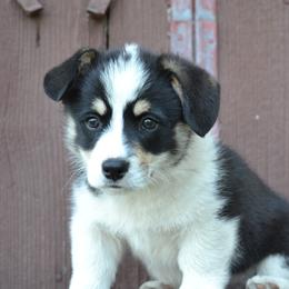 Pembroke Welsh Corgi Puppies from The Blessed Herd