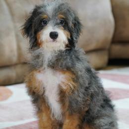 Shabby - Blue merle male Bernedoodle puppy in Dundee, Ohio from Down Home Doodle