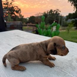 Boy 1 - Dapple male Dachshund puppy in Stilwell, Oklahoma from Starr Springs Doxies