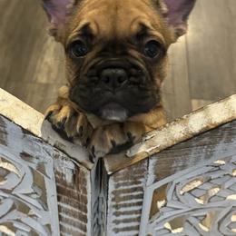French Bulldog Puppies from The Frenchie Ravine Connection LLC