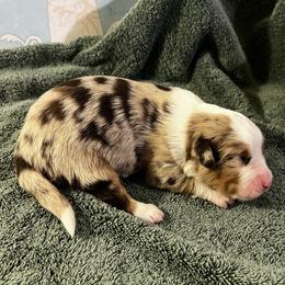 Maple (Challah) - Red merle female Australian Shepherd puppy in Bennett, Colorado from Alolan Angel Aussies