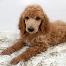 Poodle Puppies from Wild Suns Farm