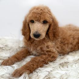 Poodle Puppies from Wild Suns Farm