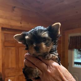 Prince Ozzy Sterling - Black & tan tri-color male Morkie puppy in Dalton, Georgia from Southern Charm Precious Paws