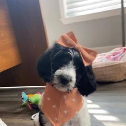 Goldendoodle, Golden Retriever, and Sheepadoodle Puppies from Guppy Puppies