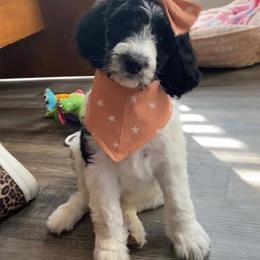Goldendoodle, Golden Retriever, and Sheepadoodle Puppies from Guppy Puppies