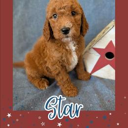 Star - Apricot female Goldendoodle puppy in Coarsegold, California from Hobbit Hollow Acres