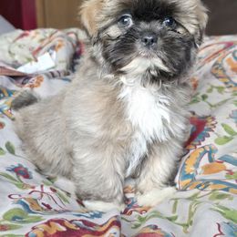 Lala - Brindle female Shih Tzu puppy in Stroudsburg, Pennsylvania from Puppyville Pa Shih Tzu & frenchies