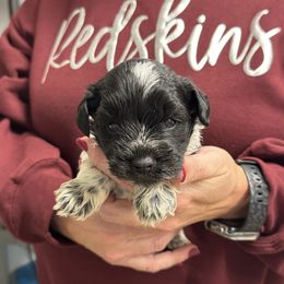 Owen- gray collar - Parti male Miniature Schnauzer puppy in Oneonta, Alabama from Murphree Valley Kennels