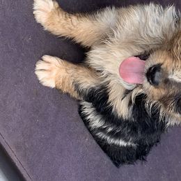 Australian Shepherd Puppies from Bunkhouse aussies