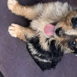 Australian Shepherd Puppies from Bunkhouse aussies