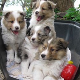Shetland Sheepdog Puppies from Fauna Shelties