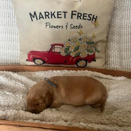 Silver Collar Male - Yellow male Labrador Retriever puppy in Hurtsboro, Alabama from PARK’s Family Farm