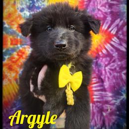 Argyle - Black male German Shepherd puppy in Fort Jennings, Ohio from Von Holtzapple German shepherds