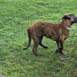 Dutch Shepherd Puppies from Acadia CanineTM