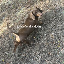 Mack - Dachshund