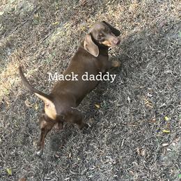 Mack - Dachshund