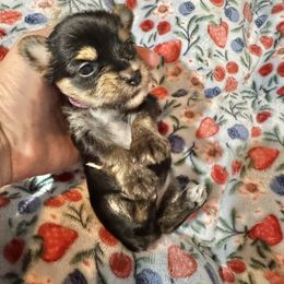 Pink collar female - Black and tan female Yorkshire Terrier puppy in Pikeville, North Carolina from A Yorkie’s World