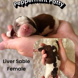 Peppermint Patty - Orange and white female English Springer Spaniel puppy in Uvalda, Georgia from Willow Creek Farms