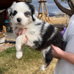 Sally - Blue merle female Australian Shepherd puppy in Neola, Utah from Wall To Wall Aussies