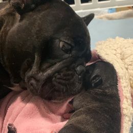 French Bulldog Puppies from Luna and London’s Puppies