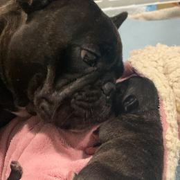 French Bulldog Puppies from Luna and London’s Puppies
