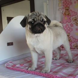 Pansy - Fawn female Pug puppy in Tuscola, Illinois from Dream on puppies